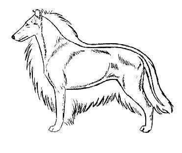 Колли строение тела