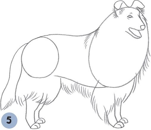 Легкий рисунок колли