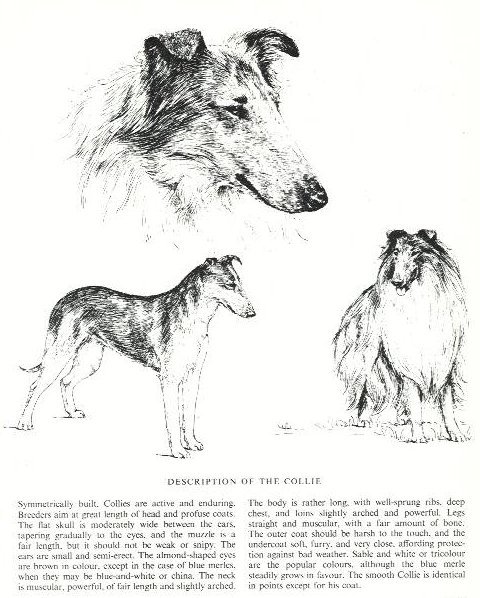 Нарисовать колли схема