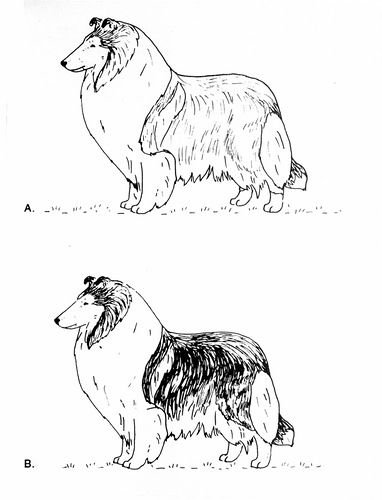 Детский рисунок собаки колли