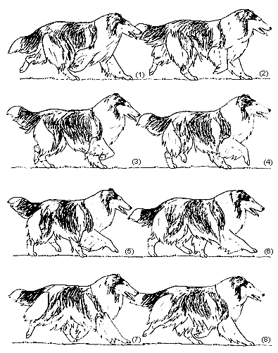 Колли стандарт породы рост