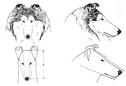 Форма головы у колли