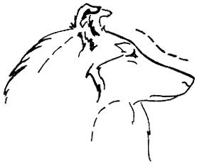 Собаки нос к носу