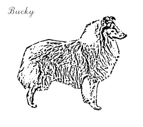 Строение головы колли