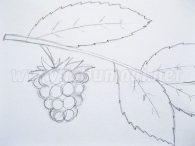 Малина контур для детей