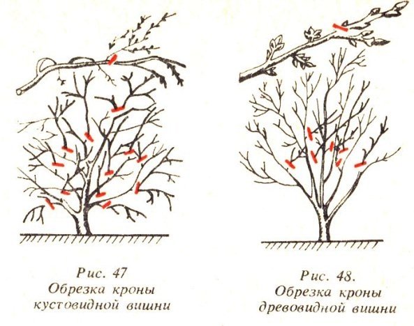 Обрезка кустовидной вишни осенью
