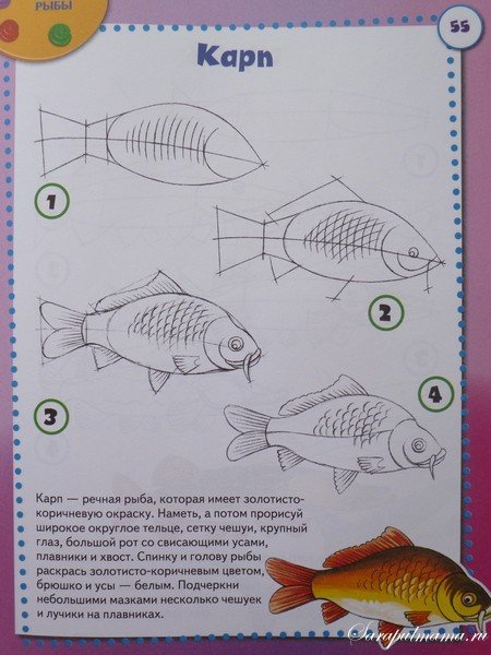 Поэтапное рисование речных рыб