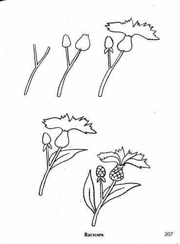 Рисование симметричных форм насекомые бабочка Стрекоза Жук
