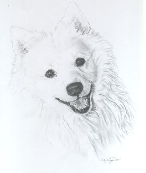 Самоед рисунок карандашом