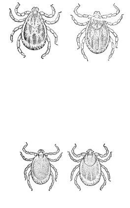 Дермацентор половой диморфизм