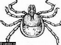 Ixodes trianguliceps