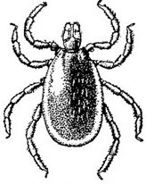 Клещ рисунок