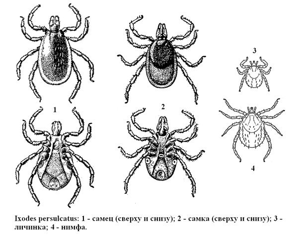 Имаго Ixodes самка с брюшной стороны
