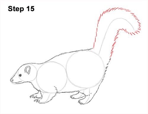 Скунс нарисованный легко