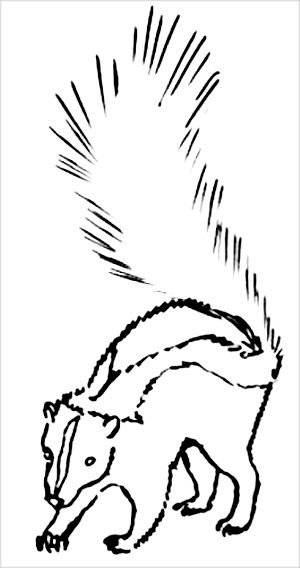 Скунс карандашом