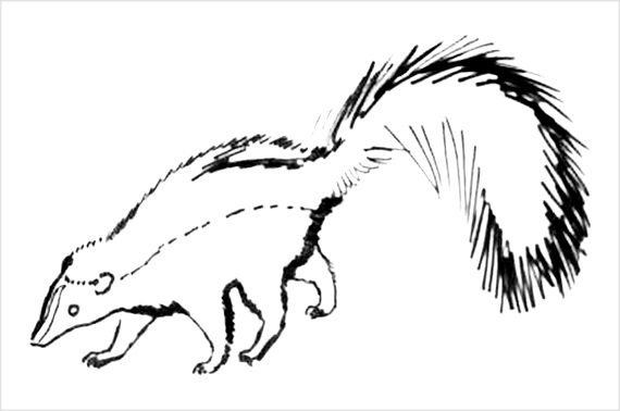 Скунс карандашом