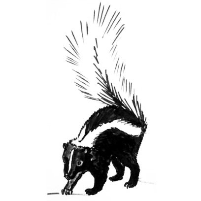 Скунс эскиз
