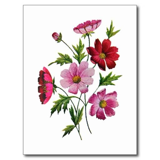 Космея нарисовать карандашом поэтапно