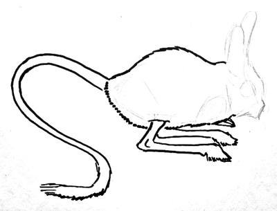 Поэтапное рисование тушканчика