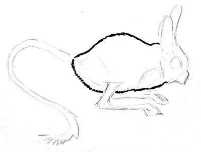 Поэтапное рисование тушканчика