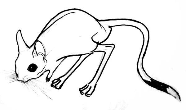 Тушканчик рисунок карандашом