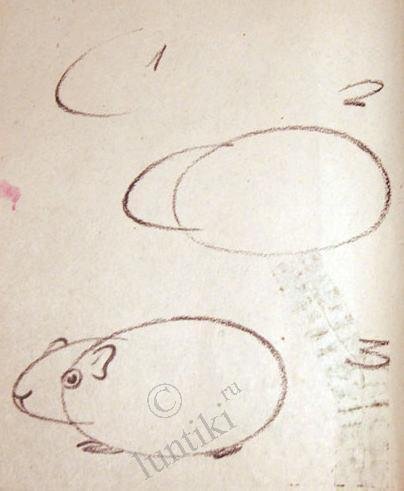 Поэтапный рисунок морской свинки