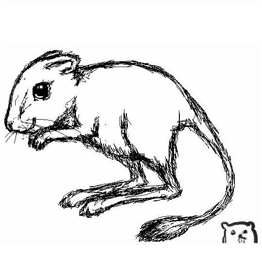 Тушканчик рисунок