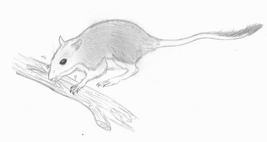 Тушканчик анимация