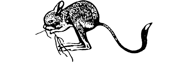 Тушканчик раскраска