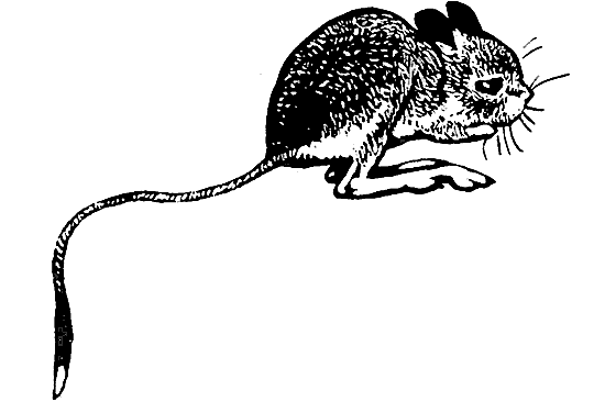 Животные тушью