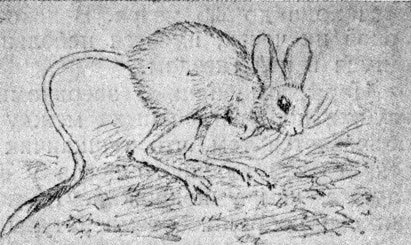 Мышь референс