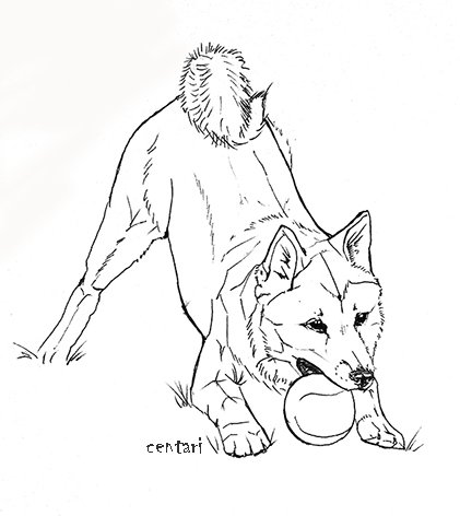 Раскраска собака сиба ину