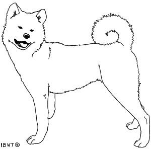 Раскраска собака Акита ину