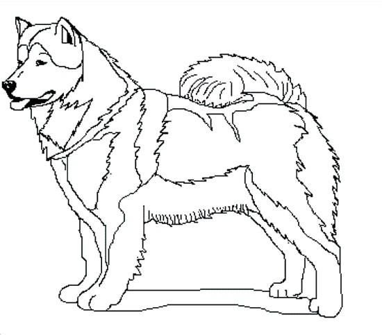Раскраска хаски