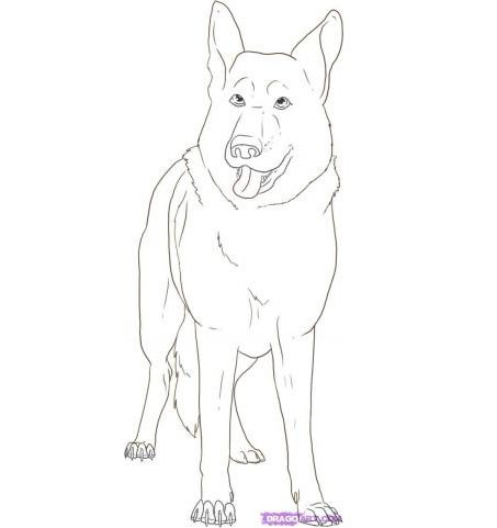 Нарисовать немецкую овчарку карандашом поэтапно для начинающих