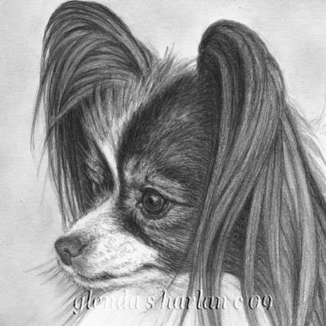 Папильон собака скетч