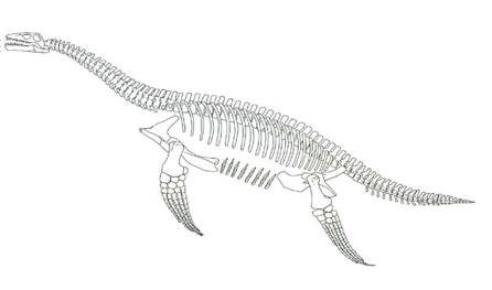 Плезиозавр череп