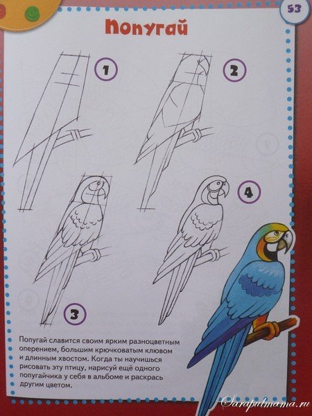 Попугай пошагово рисунок