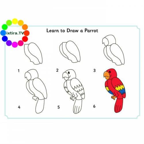 Поэтапный рисунок попугая