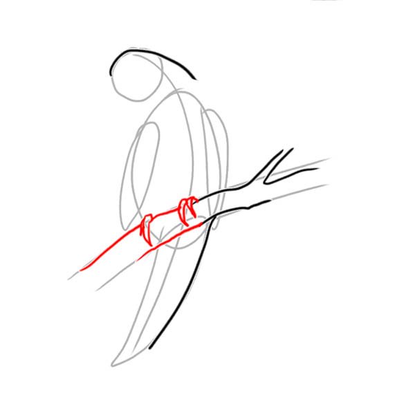 Как нарисовать попугая с пистолетом в руках