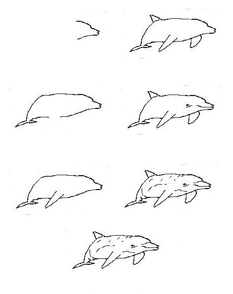 Поэтапное рисование дельфина для детей