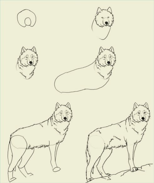 Поэтапное рисование волка