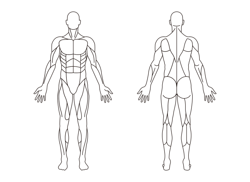 Туловище человека. Контур человека спереди и сзади. Схема тела. Человек схематично.