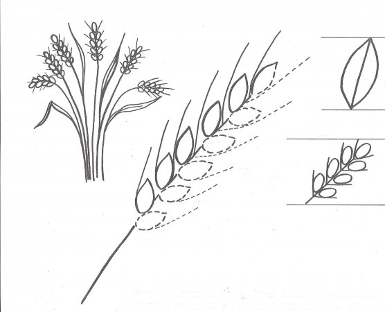Рисование колосок
