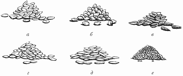 Семена раскраска