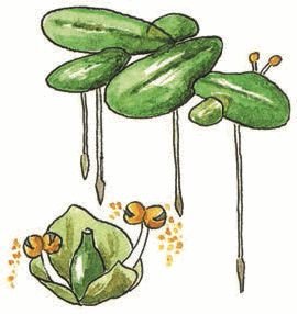 Lemna Minor Ряска