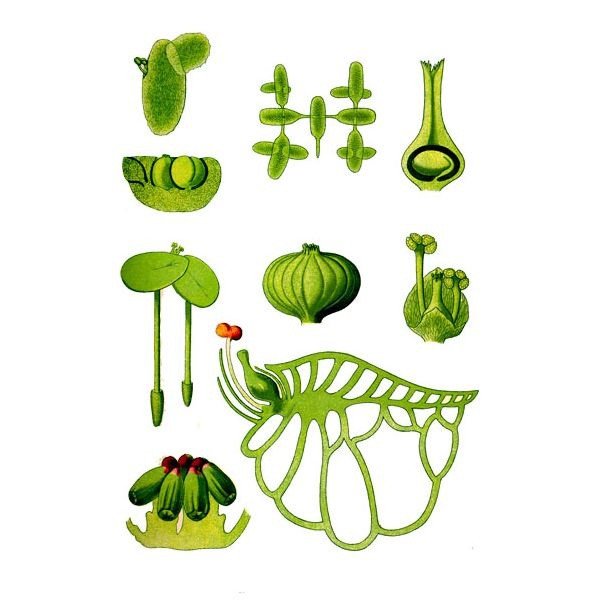 Ряска на белом фоне