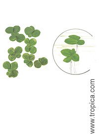 Зеленая Ряска