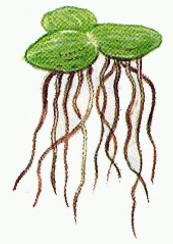 Гидрофиты Ряска