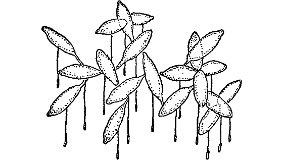 Ряска маленькая рисунок (62 фото)